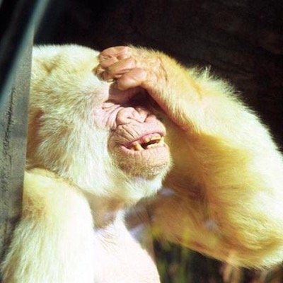 Profile Picture of Jordi Sirera ||*|| (@BruttoCat) on Twitter