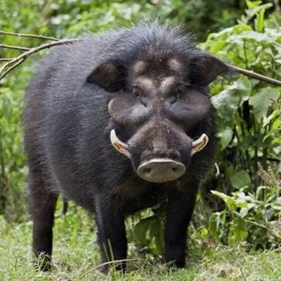 巴西野猪骑士 - Twitter Profile Picture of 巴西野猪骑士 (@ConradChan9) on Twitter