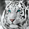 Profile Picture of Alvin Strömgren (@alvinstrmgren) on Pinterest