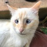 Profile Picture of Bianca Collins The Cat😽 (@biancapurr) on Instagram