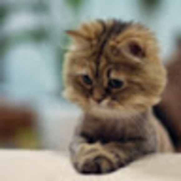 Profile Picture of Winston Chuang (@newtofu) on Poshmark