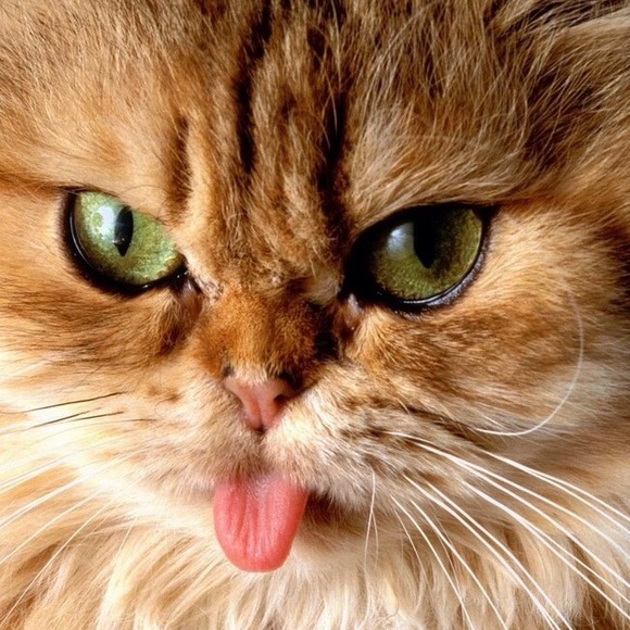 Profile Picture of Ivy Garcia (@igarcia88) on Poshmark