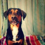 Profile Picture of Brutus Billy (@brutus_billy) on Instagram