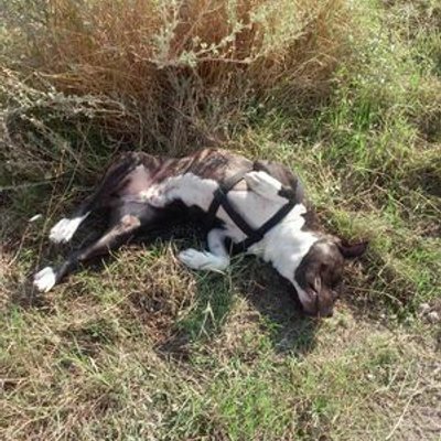 Profile Picture of Guillermo Olivares (@94Guillerm0) on Twitter