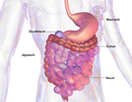 Profile Picture of Mucositis - Wikipediaon Wikipedia