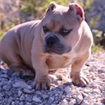 Profile Picture of Mike Capone (@mike.aponte.14) on Instagram