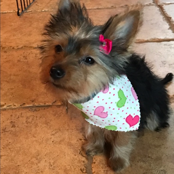 Profile Picture of Kristin Pudlak (@2225309) on Poshmark