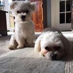 James Harding - Instagram Profile Picture of James Harding (@bingleybuck) on Instagram