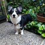 Profile Picture of George Chandler Ronan (@george_the_corg) on Instagram