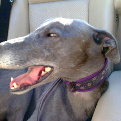 Profile Picture of Maxine Wright (@GreyhoundBlue) on Twitter