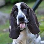 Profile Picture of Basset Hound (@shawn.a.hemphill) on Instagram