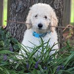 Profile Picture of ginger mull (@dashingdoodlesnc) on Instagram