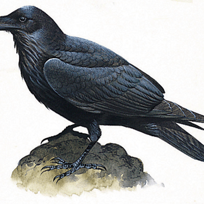 Profile Picture of Matthew (@SoQuoththeRaven) on Twitter