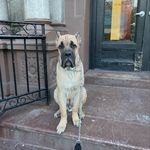 Bear Bryant - Instagram Profile Picture of Bear Bryant (@bigbearcanecorso) on Instagram