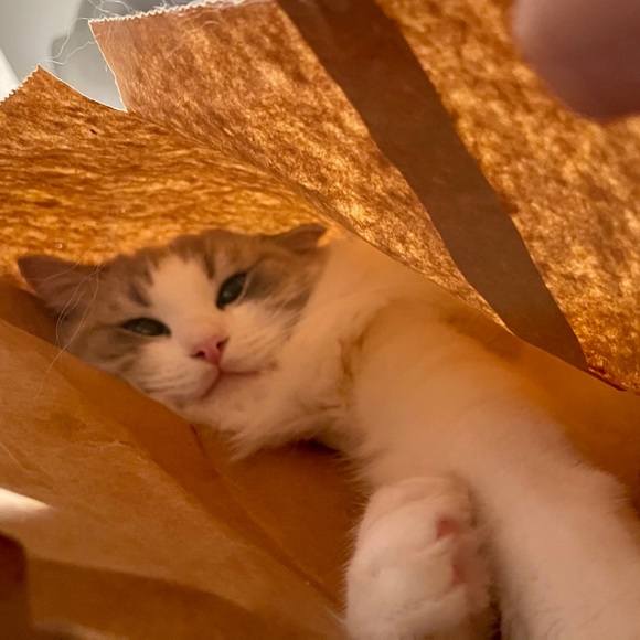 Profile Picture of Xiaoming Liu (@jameslau234) on Poshmark