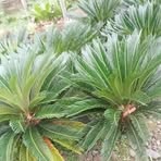 Profile Picture of Jasa Taman (@Jasa.Taman888) on Facebook