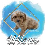 Profile Picture of W I L S O N   D A V I S (@wilsonthecavapoochon) on Instagram