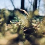 Profile Picture of David Riesenkamp (@davidriesenkamp) on Instagram