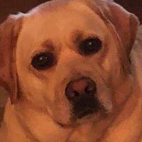 Profile Picture of Peter Aspesi (@peter-aspesi) on Quora