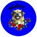 Profile Picture of mishty_the_apso (@mishty_the_apso) on Tiktok