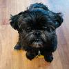 Profile Picture of Tracy Roberts (@@welcometopetraville) on Tiktok