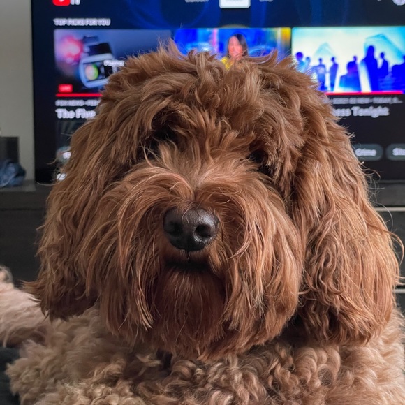 Profile Picture of Scott Lamoreaux (@scooteractual) on Poshmark