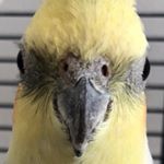 Profile Picture of Pork Chop & Breadcrumb (@schnitzel.boys) on Instagram