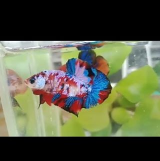 Profile Picture of Budy Attraente (@pepink.thelovis) on Facebook