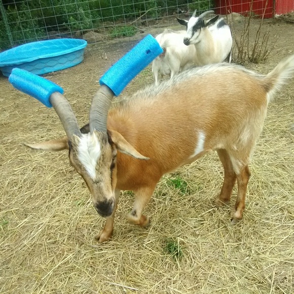 Profile Picture of Judy Mckellips (@judymckellips) on Poshmark