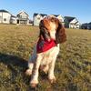 Profile Picture of Rach (@@lola_the_springer) on Tiktok