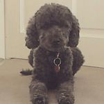 Profile Picture of Lisa Wilding (@lisawilding) on Instagram