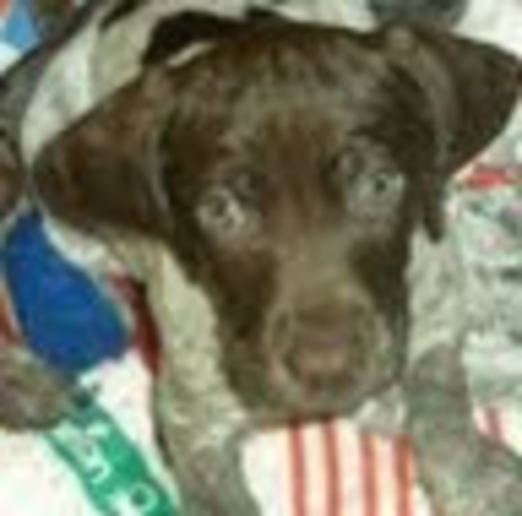 Profile Picture of Kelsey Bystron (@tomatoe4569) on Poshmark