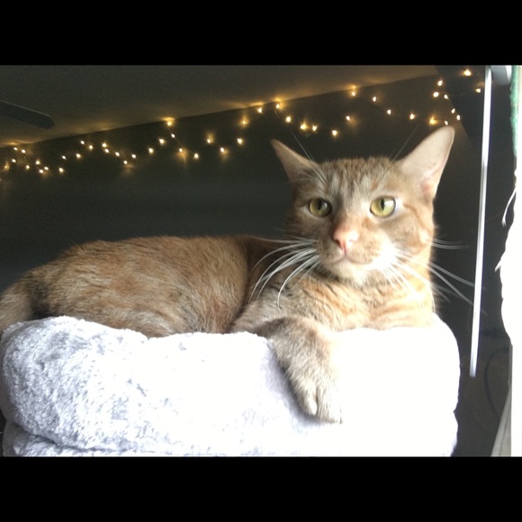 Profile Picture of Brianna Nemecek (@brianna_nemecek) on Poshmark