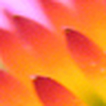 Profile Picture of L Blank (@laura_shines) on Flickr