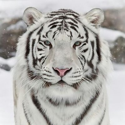 Profile Picture of Joseph Burleson (@joseph_burleson) on Twitter