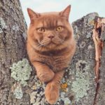 Profile Picture of 🐾ℙ𝔼ℝℂ𝕐▪︎ℙ𝕃𝕌𝕄 des Chamin'Ours (@percyplum.cat) on Instagram