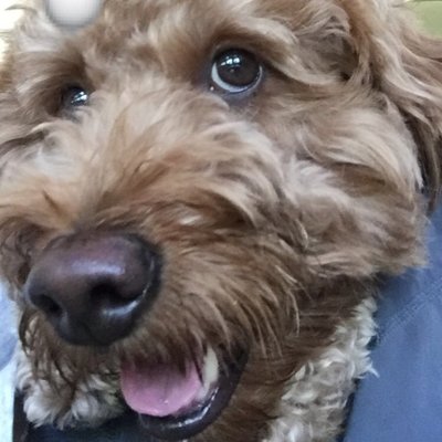 Profile Picture of Lori Piche (@Soccermom41329) on Twitter