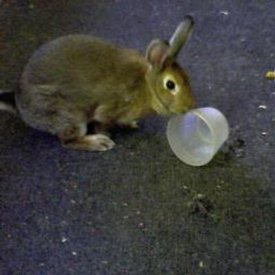 Matt "landroid" Bukowski - Twitter Profile Picture of Matt "landroid" Bukowski (@mattbbuu) on Twitter