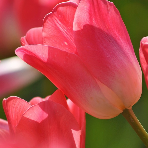 Profile Picture of Amy Clanton (@clanton1) on Poshmark