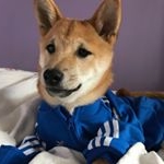Profile Picture of Almond & Hazel Shiba (@almond.hazelnut) on Instagram
