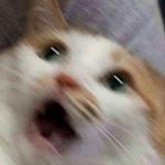 Profile Picture of animal crossing addict (@alex.nordquist) on Instagram