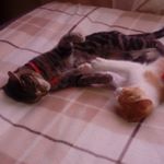 Profile Picture of Venus🐱 Jeff 🐱 Casper🐶 (@venus.jeff.casper) on Instagram