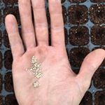 Profile Picture of Andrew Raffaele (@ortofarms) on Instagram