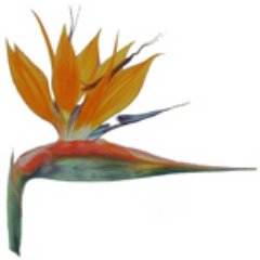 Profile Picture of William De Wilde (@billdewilde) on Twitter