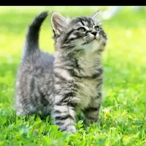 Profile Picture of CHIGARA HONOTA (@chigara_) on Tiktok