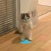 Profile Picture of Monkeys Hunter (@monkeysfroggs) on Pinterest