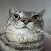 Profile Picture of Meredith Reeves (@MRFilm206) on Youtube