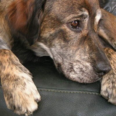 Profile Picture of Lisa Cote (@lisajcote) on Twitter