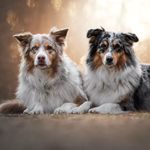 Profile Picture of Amber & Ivy 🐾 (@aussieduo) on Instagram