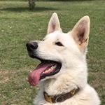 Profile Picture of Frances Cobb (@whitebrazosvalleyshepherds) on Instagram
